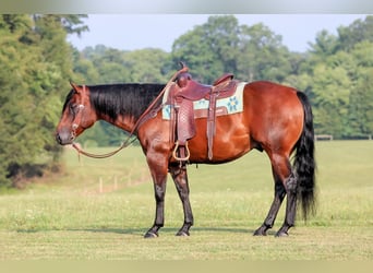American Quarter Horse, Castrone, 7 Anni, 150 cm, Baio ciliegia