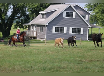 American Quarter Horse, Castrone, 7 Anni, 150 cm, Baio ciliegia