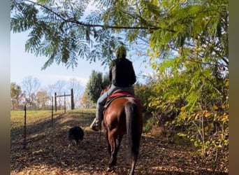 American Quarter Horse, Castrone, 7 Anni, 150 cm, Baio ciliegia