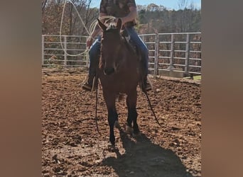 American Quarter Horse, Castrone, 7 Anni, 150 cm, Baio ciliegia