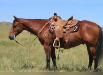 American Quarter Horse, Castrone, 7 Anni, 150 cm, Baio ciliegia