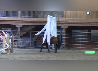 American Quarter Horse, Castrone, 7 Anni, 150 cm, Baio ciliegia