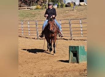American Quarter Horse, Castrone, 7 Anni, 150 cm, Baio ciliegia