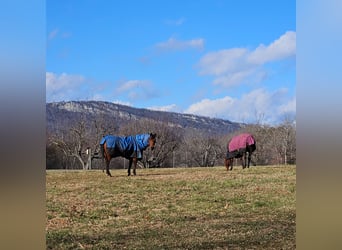 American Quarter Horse, Castrone, 7 Anni, 150 cm, Baio ciliegia