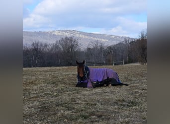 American Quarter Horse, Castrone, 7 Anni, 150 cm, Baio ciliegia