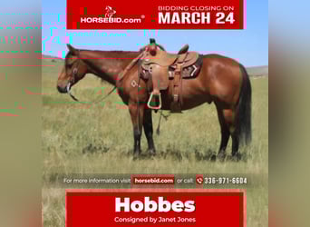 American Quarter Horse, Castrone, 7 Anni, 150 cm, Baio ciliegia