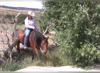 American Quarter Horse, Castrone, 7 Anni, 150 cm, Baio ciliegia