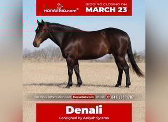 American Quarter Horse, Castrone, 7 Anni, 150 cm, Baio