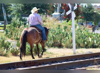 American Quarter Horse, Castrone, 7 Anni, 150 cm, Baio roano