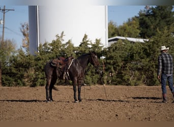 American Quarter Horse, Castrone, 7 Anni, 150 cm, Baio roano