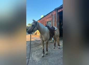 American Quarter Horse, Castrone, 7 Anni, 150 cm, Dunalino