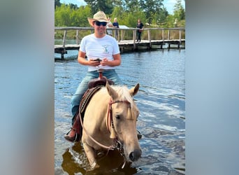 American Quarter Horse, Castrone, 7 Anni, 150 cm, Dunalino