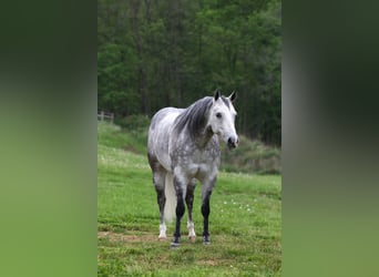 American Quarter Horse, Castrone, 7 Anni, 150 cm, Grigio pezzato