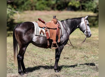 American Quarter Horse, Castrone, 7 Anni, 150 cm, Grigio pezzato