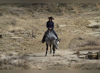 American Quarter Horse, Castrone, 7 Anni, 150 cm, Grigio