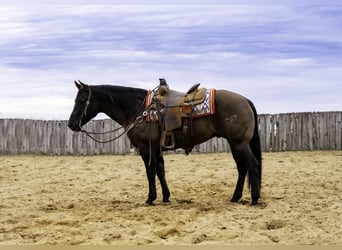 American Quarter Horse, Castrone, 7 Anni, 150 cm, Grullo