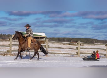 American Quarter Horse, Castrone, 7 Anni, 150 cm, Grullo