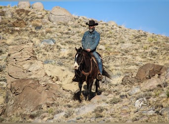 American Quarter Horse Mix, Castrone, 7 Anni, 150 cm, Morello