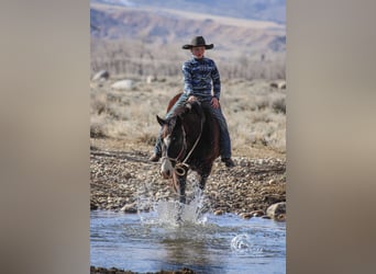 American Quarter Horse Mix, Castrone, 7 Anni, 150 cm, Morello