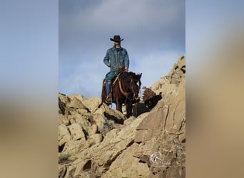American Quarter Horse Mix, Castrone, 7 Anni, 150 cm, Morello