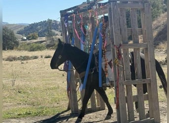American Quarter Horse, Castrone, 7 Anni, 150 cm, Morello