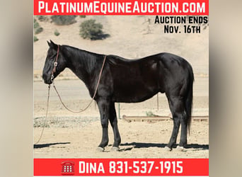 American Quarter Horse, Castrone, 7 Anni, 150 cm, Morello
