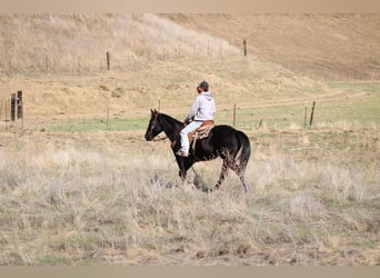 American Quarter Horse, Castrone, 7 Anni, 150 cm, Morello
