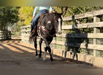 American Quarter Horse, Castrone, 7 Anni, 150 cm, Overo-tutti i colori