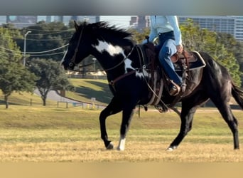 American Quarter Horse, Castrone, 7 Anni, 150 cm, Overo-tutti i colori