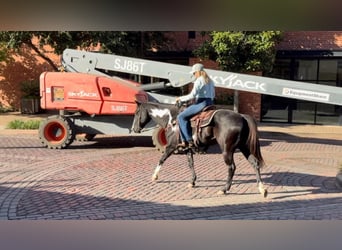 American Quarter Horse, Castrone, 7 Anni, 150 cm, Overo-tutti i colori