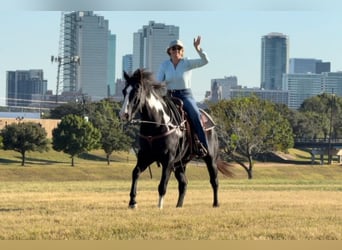 American Quarter Horse, Castrone, 7 Anni, 150 cm, Overo-tutti i colori