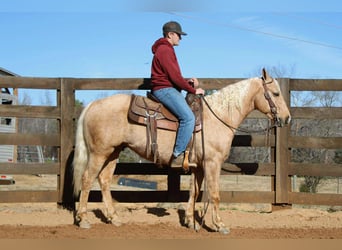 American Quarter Horse, Castrone, 7 Anni, 150 cm, Palomino