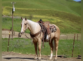 American Quarter Horse, Castrone, 7 Anni, 150 cm, Palomino