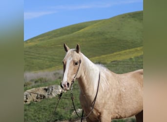 American Quarter Horse, Castrone, 7 Anni, 150 cm, Palomino