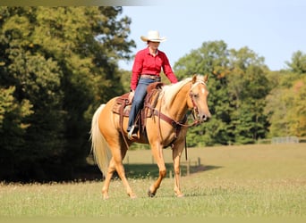 American Quarter Horse, Castrone, 7 Anni, 150 cm, Palomino