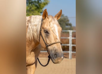 American Quarter Horse, Castrone, 7 Anni, 150 cm, Palomino