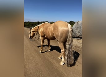 American Quarter Horse, Castrone, 7 Anni, 150 cm, Palomino