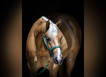 American Quarter Horse, Castrone, 7 Anni, 150 cm, Palomino