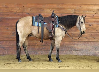 American Quarter Horse, Castrone, 7 Anni, 150 cm, Pelle di daino