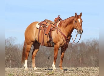 American Quarter Horse, Castrone, 7 Anni, 150 cm, Red dun