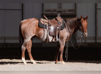 American Quarter Horse, Castrone, 7 Anni, 150 cm, Roano rosso