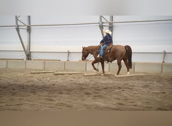 American Quarter Horse, Castrone, 7 Anni, 150 cm, Roano rosso