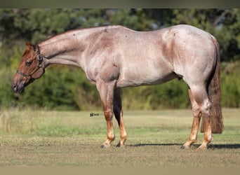 American Quarter Horse, Castrone, 7 Anni, 150 cm, Roano rosso