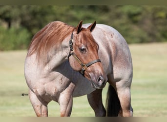 American Quarter Horse, Castrone, 7 Anni, 150 cm, Roano rosso