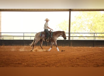 American Quarter Horse, Castrone, 7 Anni, 150 cm, Roano rosso