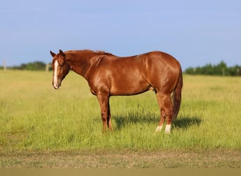 American Quarter Horse, Castrone, 7 Anni, 150 cm, Sauro ciliegia