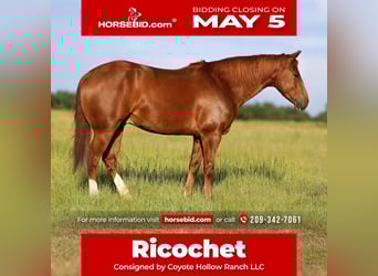 American Quarter Horse, Castrone, 7 Anni, 150 cm, Sauro ciliegia