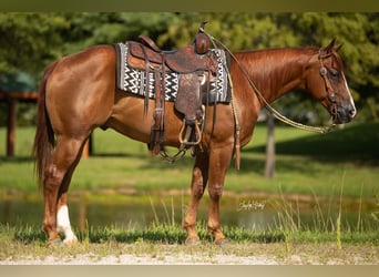 American Quarter Horse, Castrone, 7 Anni, 150 cm, Sauro ciliegia