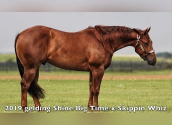 American Quarter Horse, Castrone, 7 Anni, 150 cm, Sauro ciliegia