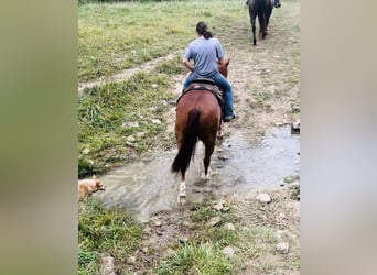 American Quarter Horse, Castrone, 7 Anni, 150 cm, Sauro ciliegia